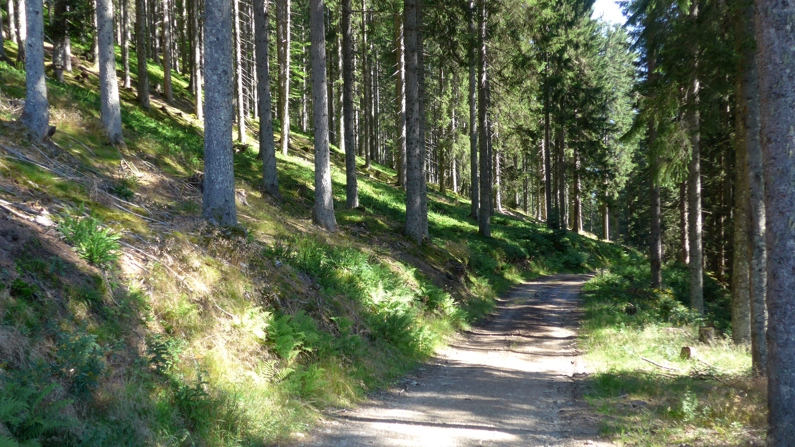 im Wald
